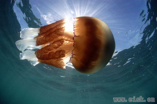 英国海岸惊现重达64斤的巨型水母