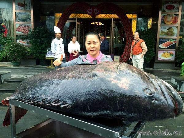 海南渔民捕获260多斤重石斑鱼 卖出2.6万元