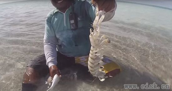 凶猛大虾被称为“手指分离器”,渔夫竟敢徒手捕捉!