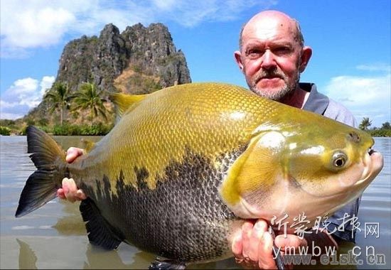 泰国湄公河流域盛产巨型鲤鱼 重200余斤