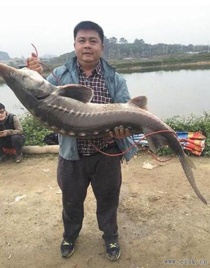 广东东莞男子连钓2条60斤鲟龙鱼 1条吃1条放