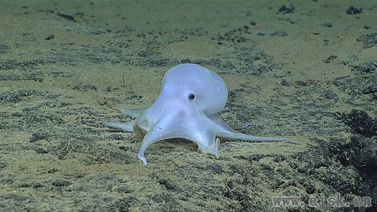 美国科学家发现了一种新章鱼,皮肤白嫩似精灵一样