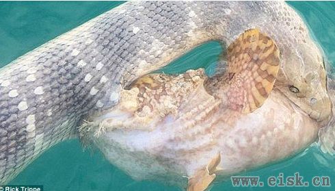 2米长海蛇和剧毒石鱼的生死战 同归于尽中毒身亡