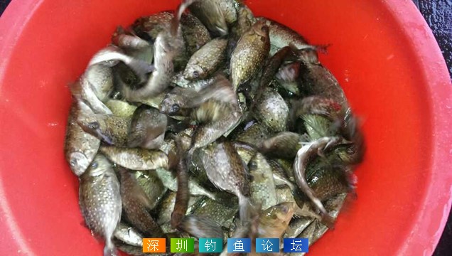 小桂湖北排最近半个月部分渔获 