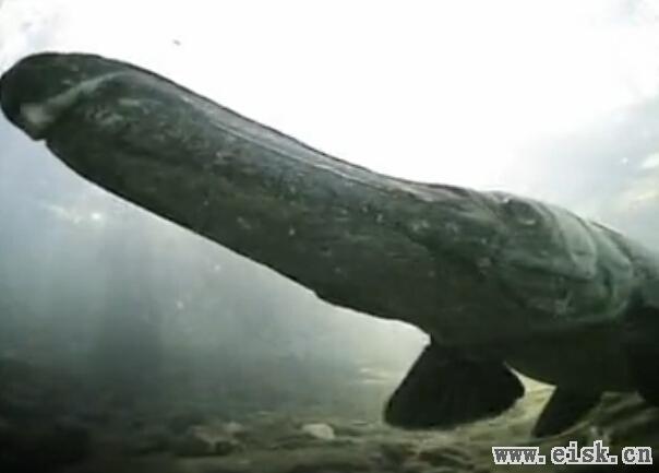 半鱼半鳄巨型水怪 传说中的食人魔
