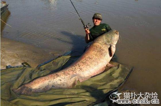 英国渔民捕获3.6米长巨型鲶鱼