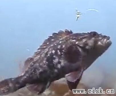 水下鲷鱼类吃食视频
