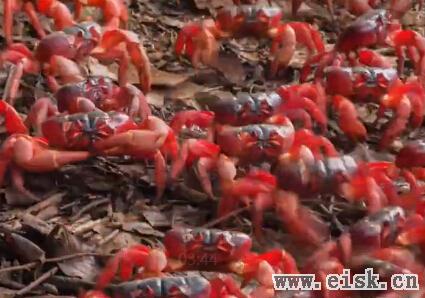 探秘圣诞岛红蟹的迁徙