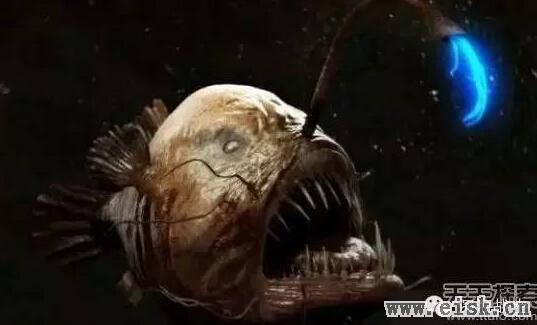 所谓的世界17大深海怪物，长得丑了一点而已，没什么值得可怕的