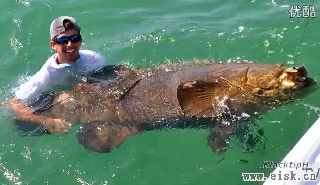巨大的佛罗里达群岛石斑鱼