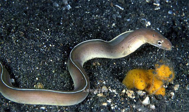海洋中常见的鳗鱼种类