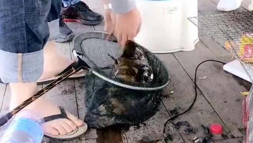 海陵岛龟洲鱼排暂获大石斑