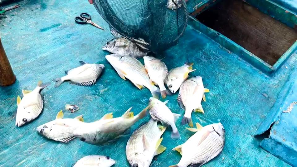闸坡长沙环钓全世界很好吃的鱼，一个上午十几条吧