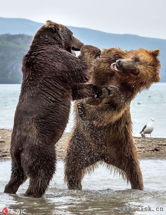 俄罗斯两头熊为晚餐大打出手,场面似职业拳击赛