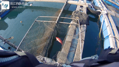 终于斩获11斤大黑鳘 到达新的里程碑